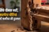 घर में लकड़ी को नुकसान पहुंचा सकती हैं कारपेंटर चींटियां, जानिए पहचान और बचाव के तरीके घर में लकड़ी को नुकसान पहुंचा सकती हैं कारपेंटर चींटियां, जानिए पहचान और बचाव के तरीके