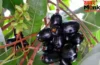Jamun Benefits: जामुन को क्यों कहा जाता अमृत फल? इसके फ़ायदे कर देंगे हैरान Jamun Benefits: जामुन को क्यों कहा जाता अमृत फल? इसके फ़ायदे कर देंगे हैरान