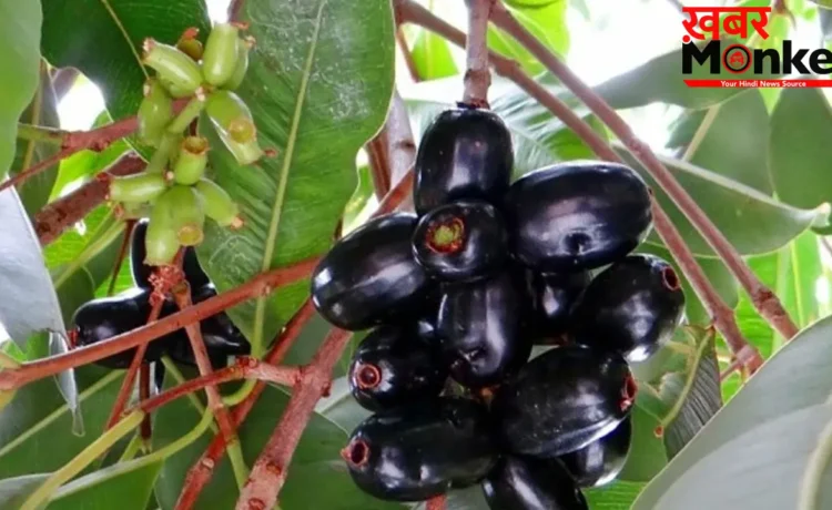 Jamun Benefits: जामुन को क्यों कहा जाता अमृत फल? इसके फ़ायदे कर देंगे हैरान Jamun Benefits: जामुन को क्यों कहा जाता अमृत फल? इसके फ़ायदे कर देंगे हैरान
