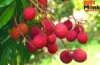 Litchi Health Risks: खाली पेट लीची खाने से क्यों है जान का खतरा? जानिए साइंटिफिक वजह