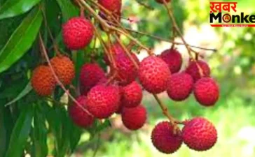 Litchi Health Risks: खाली पेट लीची खाने से क्यों है जान का खतरा? जानिए साइंटिफिक वजह