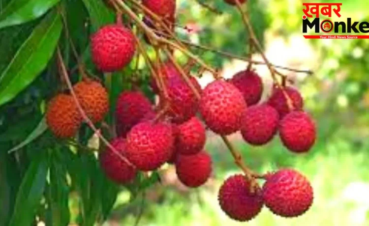 Litchi Health Risks: खाली पेट लीची खाने से क्यों है जान का खतरा? जानिए साइंटिफिक वजह