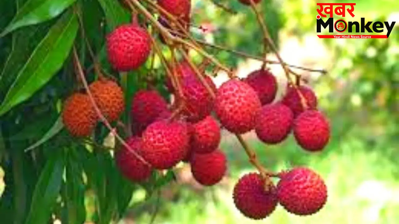 Litchi Health Risks: खाली पेट लीची खाने से क्यों है जान का खतरा? जानिए साइंटिफिक वजह