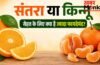 संतरा बनाम किन्नू: दोनों में क्या है अंतर और किसमें विटामिन सी होता है अधिक? जानें विशेषज्ञ का जवाब | Orange vs Kinnow
