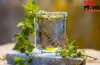 Tulsi Water Benefits: तुलसी का पानी पीने से मिलते हैं सेहत को ढेरों फायदे, यहां जानिए Tulsi Water Benefits: तुलसी का पानी पीने से मिलते हैं सेहत को ढेरों फायदे, यहां जानिए