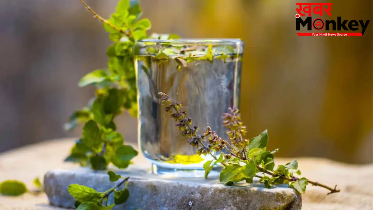 Tulsi Water Benefits: तुलसी का पानी पीने से मिलते हैं सेहत को ढेरों फायदे, यहां जानिए