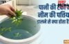 पानी की टंकी में नीम की पत्तियां डालने से क्या होता है?