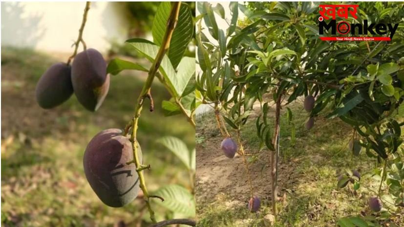 रामनगरी में उगा दुनिया का सबसे महंगा ‘मियाजाकी आम’, कीमत ₹3 लाख प्रति किलो,जानें इसकी खासियतें