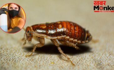 घर में जमा हो गई है कॉकरोच की फौज? इन घरेलू नुस्खों से तुरंत भागेंगे