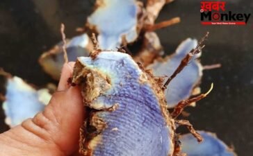 कस्तूरी से अंबा तक…भारत में मिलती हैं ये 5 तरह की हल्दी, फायदे भी अलग-अलग