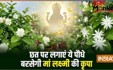 घर की छत पर लगा दें ये खुशबूदार पौधे, चुंबक की तरह खिंचा चला आएगा पैसा, मां लक्ष्मी की होगी असीम कृपा!