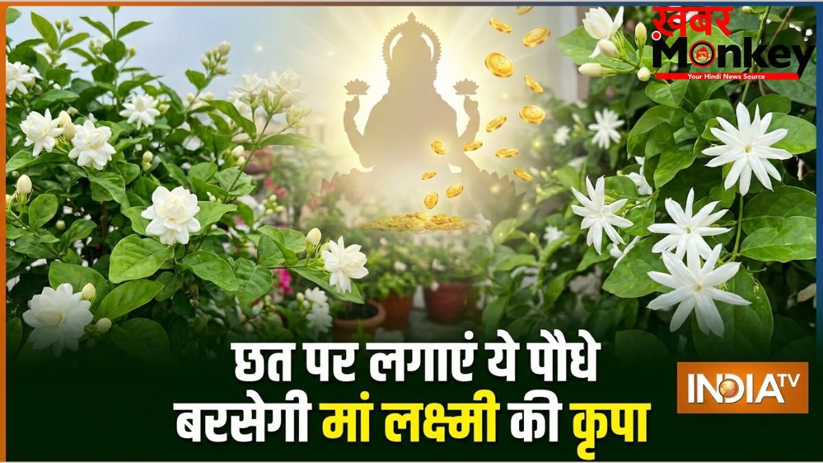 घर की छत पर लगा दें ये खुशबूदार पौधे, चुंबक की तरह खिंचा चला आएगा पैसा, मां लक्ष्मी की होगी असीम कृपा!