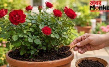 गुलाब के पौधे के लिए खाद बन सकती है बची हुई चायपत्ती, जानें इस्तेमाल करने का तरीका