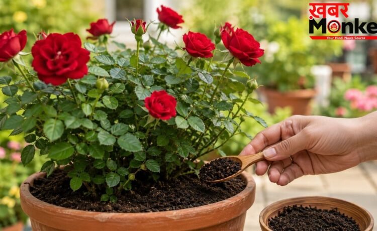 गुलाब के पौधे के लिए खाद बन सकती है बची हुई चायपत्ती, जानें इस्तेमाल करने का तरीका
