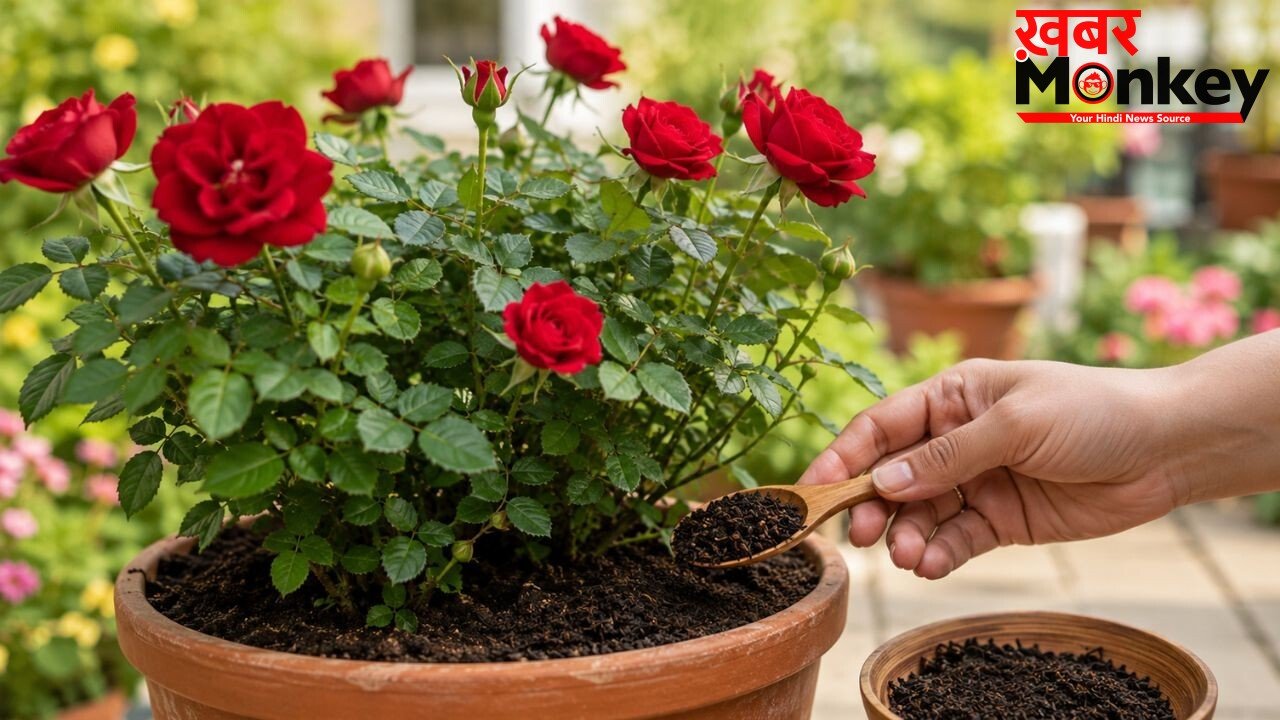 गुलाब के पौधे के लिए खाद बन सकती है बची हुई चायपत्ती, जानें इस्तेमाल करने का तरीका