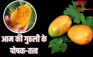 आम की गुठली में कितने पाए जाते हैं विटामिन और मिनरल्स? सेहत को फायदे भी हैं ढेरों