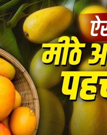 How to Identify Sweet Mango: आम मीठा है या नहीं…कैसे पहचाने? किसान ने बताया आसान तरीका