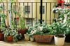 Old Tyre Reuse: Old Tyre Reuse का ये तरीका हो रहा Viral, अब आपका Garden भी पाएगा एक Designer Look