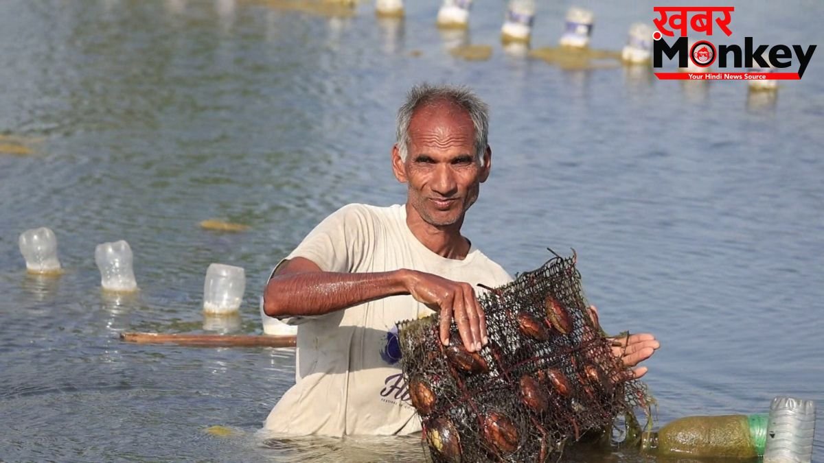मोती की खेती कर मोटा मुनाफा कमा रहे छोटे किसान, बेकार पड़ी जमीन भी 'उगल रही पैसा'