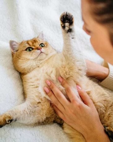 Pet Cat Health Care: नाखूनों का पीला पड़ना, फर का झड़ना, पालतू बिल्ली में इन संकेतों को न करें नजरअंदाज