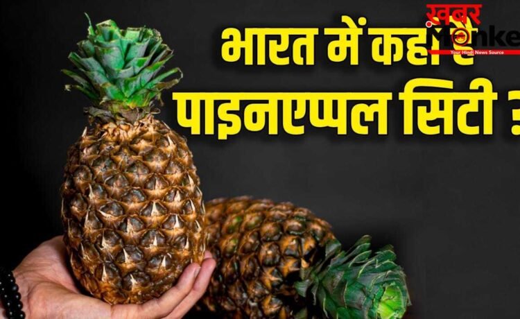 Pineapple: भारत में कहां है अनानास का गढ़? जिसके पास GI टैग, सऊदी से मालदीव तक डिमांड Pineapple: भारत में कहां है अनानास का गढ़? जिसके पास GI टैग, सऊदी से मालदीव तक डिमांड