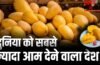 Mango: दुनिया में सबसे ज्यादा आम उगाकर भी भारत टॉप एक्सपोर्टर क्यों नहीं, कौन सा देश सबसे आगे?