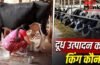 एमपी-बिहार नहीं… भारत का ये राज्य अकेले करता है दुनिया के कई देशों से ज्यादा दूध का उत्पादन; ये हैं टॉप 10 नाम