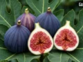 Fig Benefits : सिर्फ 15 दिन तक रोज खा लें 1 अंजीर… फिर शरीर में दिखेंगे ऐसे बदलाव, डॉक्टर ने बताया सही तरीका