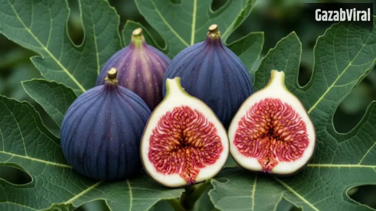 Fig Benefits : सिर्फ 15 दिन तक रोज खा लें 1 अंजीर… फिर शरीर में दिखेंगे ऐसे बदलाव, डॉक्टर ने बताया सही तरीका