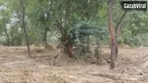 चकबंदी में गड़बड़ी का खुलासा: प्रयागराज में 37 बीघा वन भूमि का फर्जी नामांतरण निरस्त; फिर हुई वन विभाग के नाम​