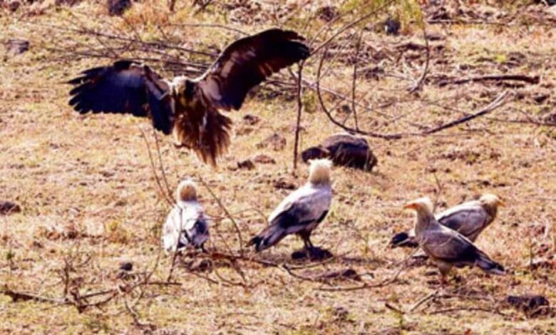 इंदौर में सफेद गिद्धों की संख्या में इजाफा, 9 साल बाद ‘आकाश के रक्षक’ की वापसी इंदौर में सफेद गिद्धों की संख्या में इजाफा, 9 साल बाद ‘आकाश के रक्षक’ की वापसी