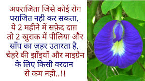 अपराजिता: जिसे कोई रोग पराजित नहीं कर सकता! 2 महीने में सफेद दाग, 2 खुराक में पीलिया और सांप का ज़हर उतारने का दावा – माइग्रेन और झाइयों के लिए भी वरदान! अपराजिता: जिसे कोई रोग पराजित नहीं कर सकता! 2 महीने में सफेद दाग, 2 खुराक में पीलिया और सांप का ज़हर उतारने का दावा – माइग्रेन और झाइयों के लिए भी वरदान!