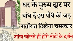 इस पेड़ की जड़ बांध दें घर के मेन डोर पर: खुद खींची चली आएंगी मां लक्ष्मी आपके द्वार! इस पेड़ की जड़ बांध दें घर के मेन डोर पर: खुद खींची चली आएंगी मां लक्ष्मी आपके द्वार!