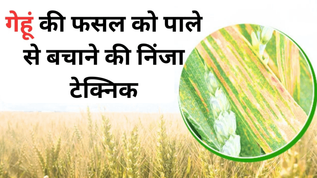 गेहूं की फसल को पाले से बचाने की निंजा टेक्निक, चुटकियों में होगा फसल से पाला गायब, जानिए पूरी खबर!! “ • ˌ गेहूं की फसल को पाले से बचाने की निंजा टेक्निक, चुटकियों में होगा फसल से पाला गायब, जानिए पूरी खबर!! “ • ˌ