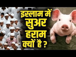 मुस्लिम लोग सूअर के मांस को क्यों मानते हैं हराम? जानिए धार्मिक और वैज्ञानिक कारण मुस्लिम लोग सूअर के मांस को क्यों मानते हैं हराम? जानिए धार्मिक और वैज्ञानिक कारण