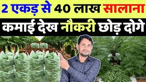सैलरी से परेशान? इसकी खेती से बनाएं करोड़ों की आमदनी, जानिए पूरी प्रक्रिया सैलरी से परेशान? इसकी खेती से बनाएं करोड़ों की आमदनी, जानिए पूरी प्रक्रिया