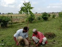 कुबेर का खजाना कहलाने वाला पेड़: किसान बन सकते हैं करोड़पति, जानिए कैसे करें दीर्घकालीन निवेश कुबेर का खजाना कहलाने वाला पेड़: किसान बन सकते हैं करोड़पति, जानिए कैसे करें दीर्घकालीन निवेश