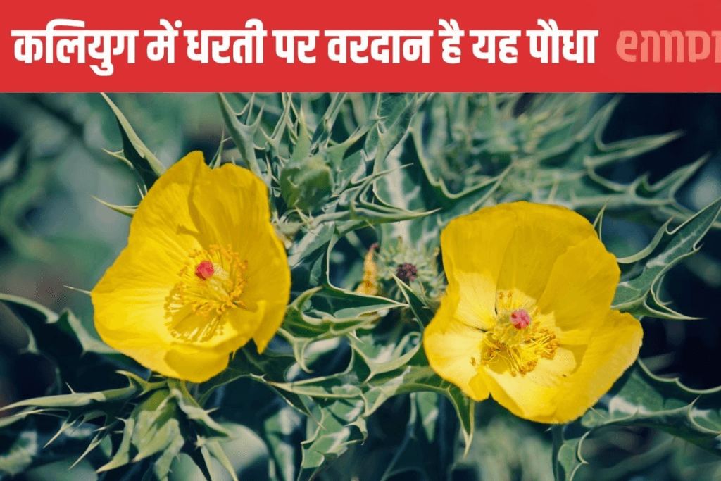 बुढ़ापे में भी जवानी ला देगा यह पौधा ! सिर्फ 7 दिन कर लें सेवन, नस-नस में दौड़ने लगेगी घोड़े सी ताकत “ > • ˌ बुढ़ापे में भी जवानी ला देगा यह पौधा ! सिर्फ 7 दिन कर लें सेवन, नस-नस में दौड़ने लगेगी घोड़े सी ताकत “ > • ˌ