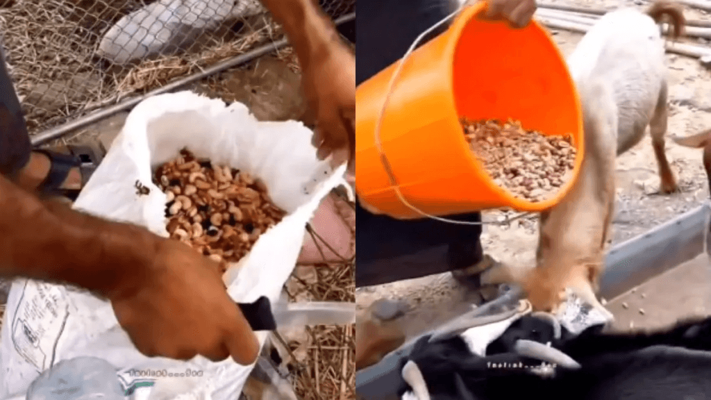 घोड़ों को नहीं मिल रही घास और गधे खा रहे च्यवनप्राश, Video देख याद आएगी यही कहावत !! “ • ˌ घोड़ों को नहीं मिल रही घास और गधे खा रहे च्यवनप्राश, Video देख याद आएगी यही कहावत !! “ • ˌ