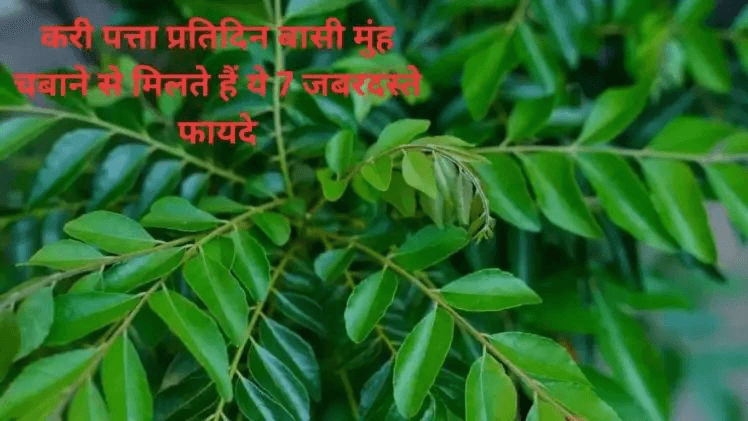 करी पत्ता करी पत्ता प्रतिदिन बासी मुंह चबाने से मिलते हैं ये 7 जबरदस्ते फायदे, जानकर हो जाएंगे हैरान !! “ • ˌ करी पत्ता करी पत्ता प्रतिदिन बासी मुंह चबाने से मिलते हैं ये 7 जबरदस्ते फायदे, जानकर हो जाएंगे हैरान !! “ • ˌ