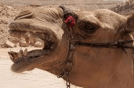 ऊंट ने मालिक का सिर जबड़े में फंसाकर तरबूज की तरह तोड़ दिया, 10 सेकंड में ही मौतखौफनाक था ! ऊंट ने मालिक का सिर जबड़े में फंसाकर तरबूज की तरह तोड़ दिया, 10 सेकंड में ही मौतखौफनाक था !