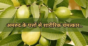 क्यों हैं अमरूद की पत्तियां इतनी खास? बीमारियों को दूर भगाने वाले कमाल के फायदे जानें ˌ • क्यों हैं अमरूद की पत्तियां इतनी खास? बीमारियों को दूर भगाने वाले कमाल के फायदे जानें ˌ •