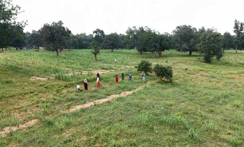 छोटे किसानों की किस्मत संवार रही लेमनग्रास खेती – Khabar Monkey छोटे किसानों की किस्मत संवार रही लेमनग्रास खेती – Khabar Monkey